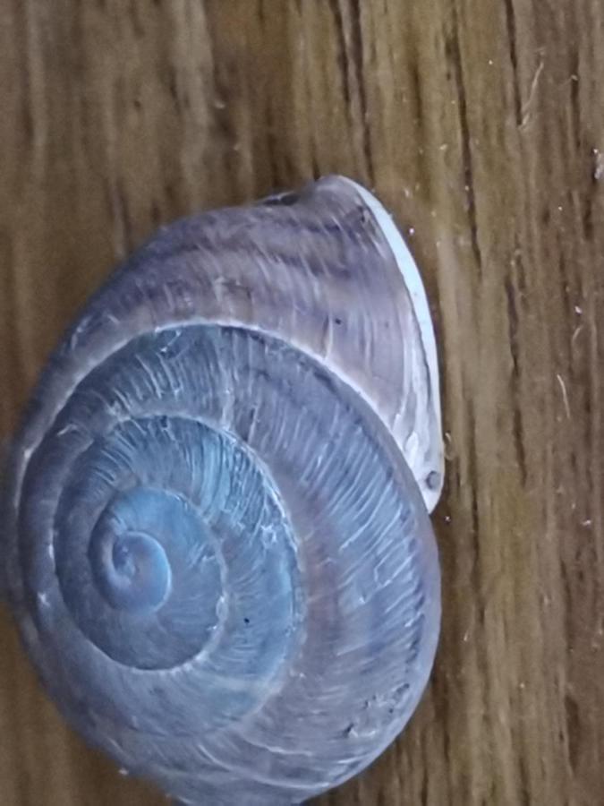 Casa Rural La Palizada Benchijigua Exteriör bild